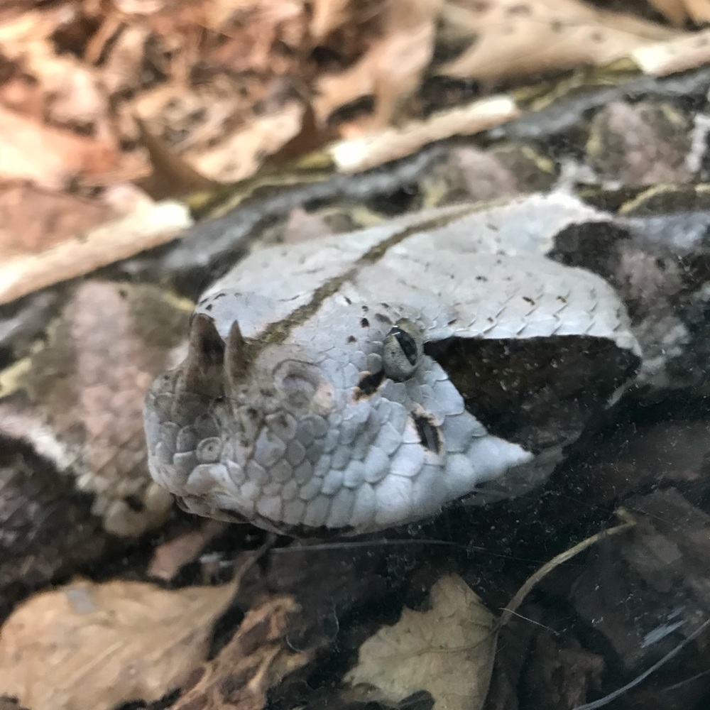 Meet your Posher, Hyun